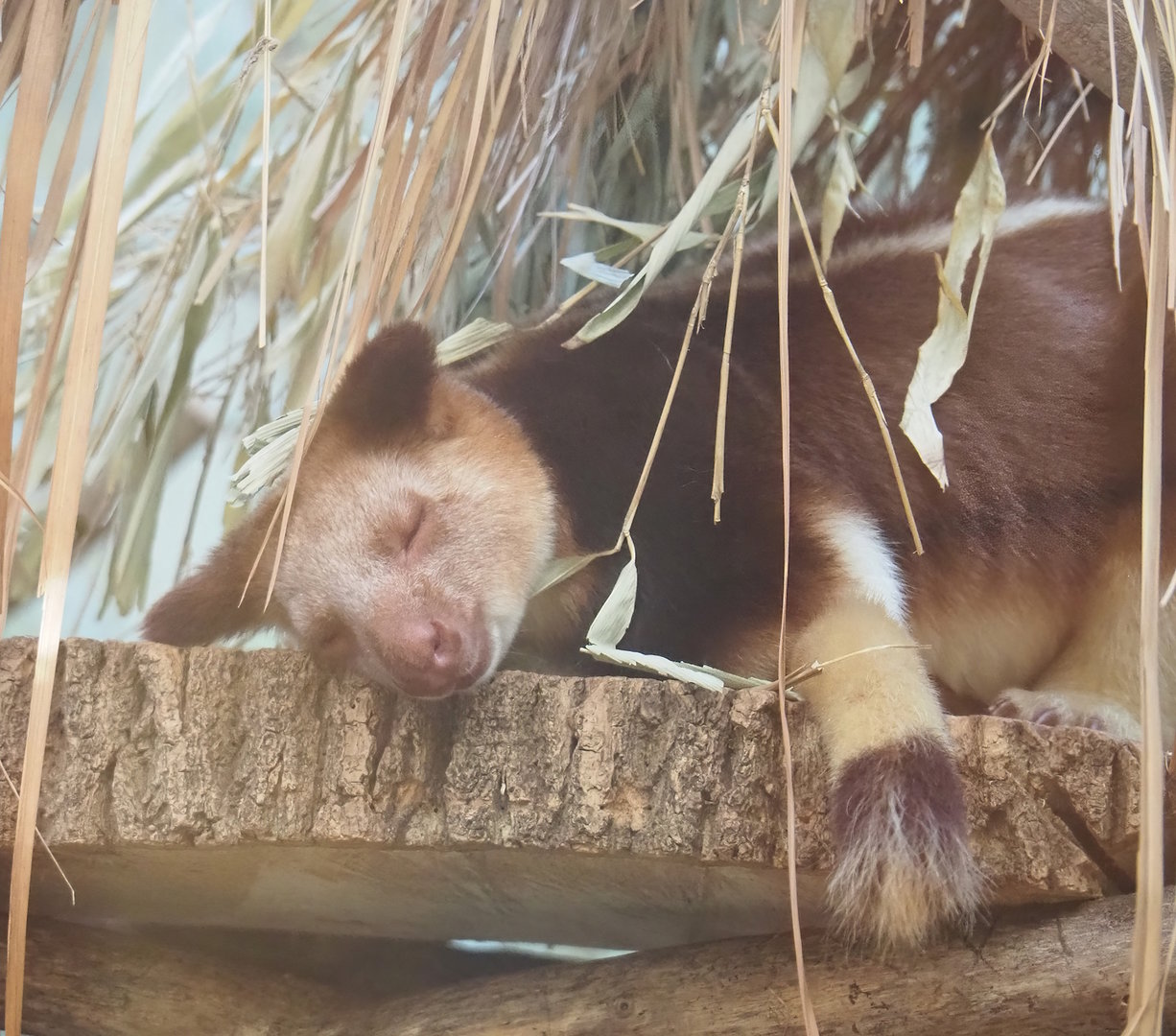 Goodfellow's tree kangaroo (Dendrolagus goodfellowi buergersi), 2022-11-12