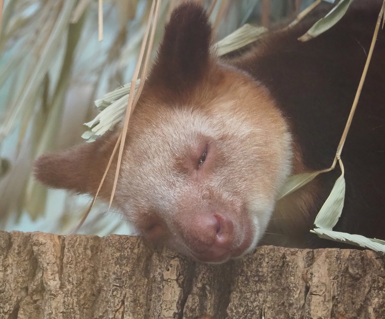 Goodfellow's tree kangaroo (Dendrolagus goodfellowi buergersi), 2022-11-12