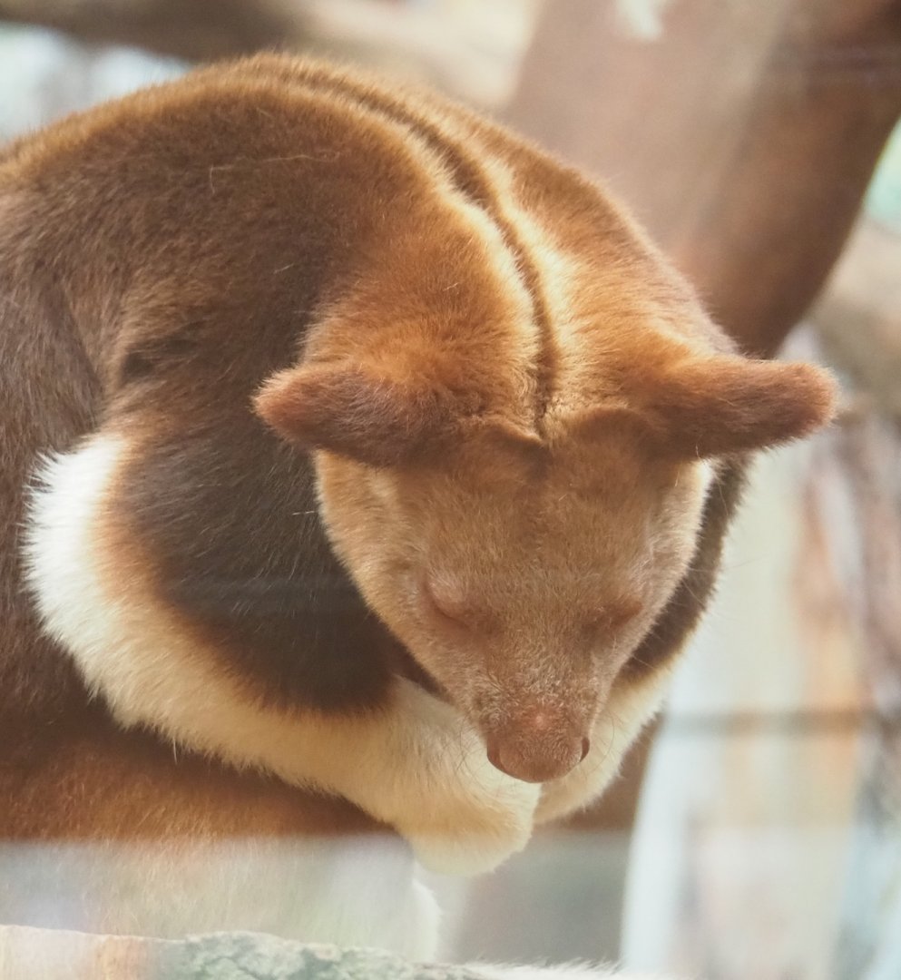Goodfellow's tree-kangaroo (Dendrolagus goodfellowi buergersi ), 2023-02-19