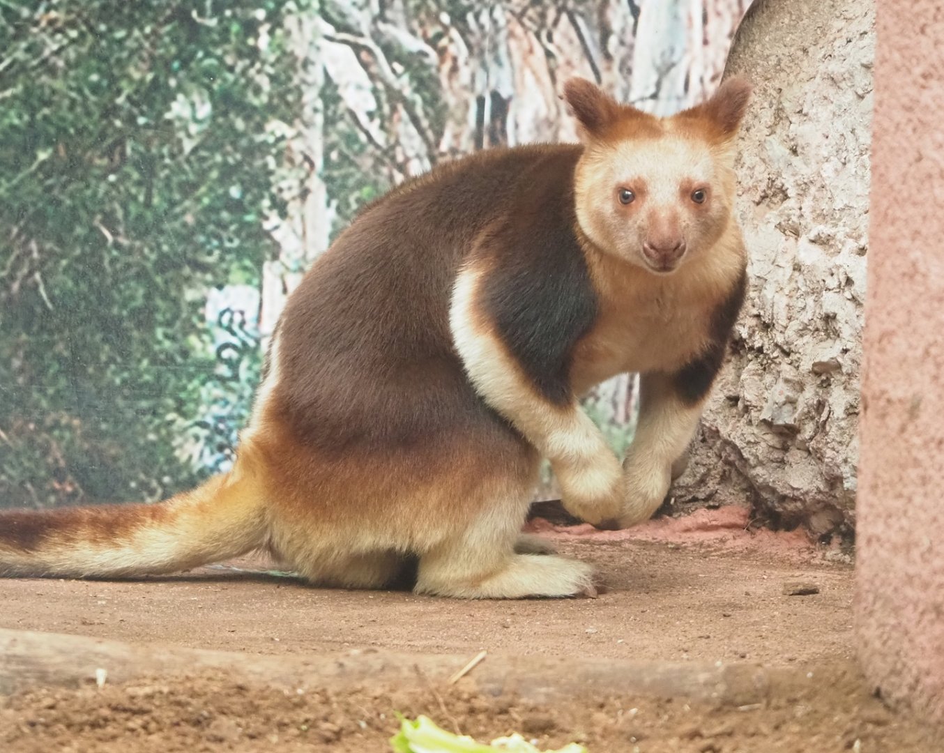 Goodfellow's tree kangaroo (Dendrolagus goodfellowi buergersi), 2023-03-28