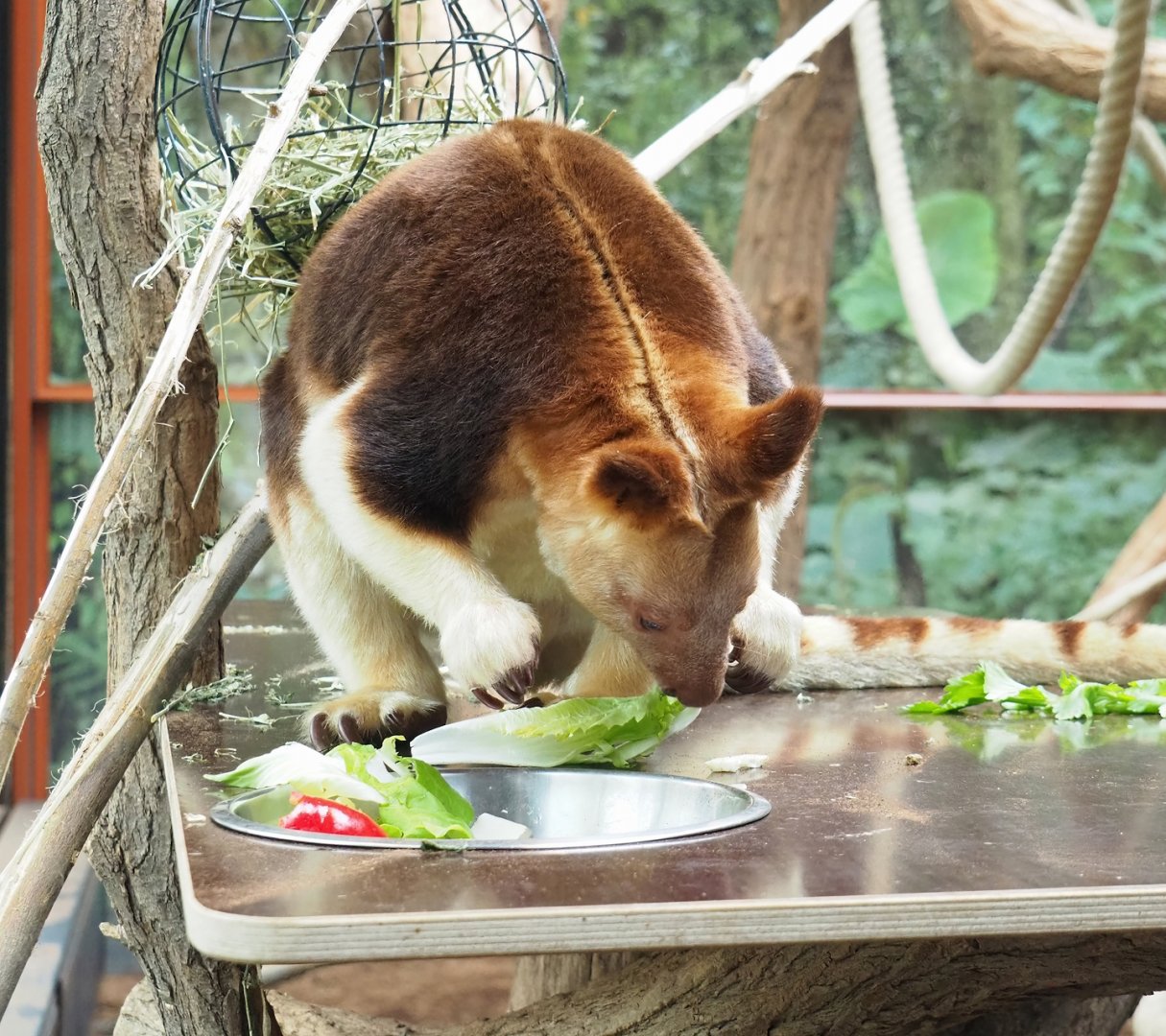 Goodfellow's tree kangaroo (Dendrolagus goodfellowi buergersi), 2023-04-08