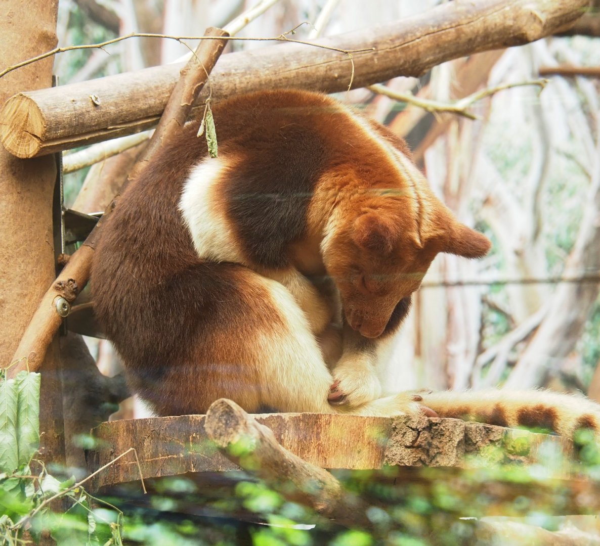 Goodfellow's tree kangaroo (Dendrolagus goodfellowi buergersi), 2023-06-04