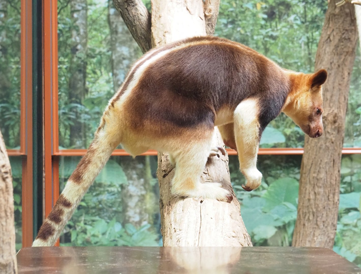 Goodfellow's tree kangaroo (Dendrolagus goodfellowi buergersi), 2023-07-02