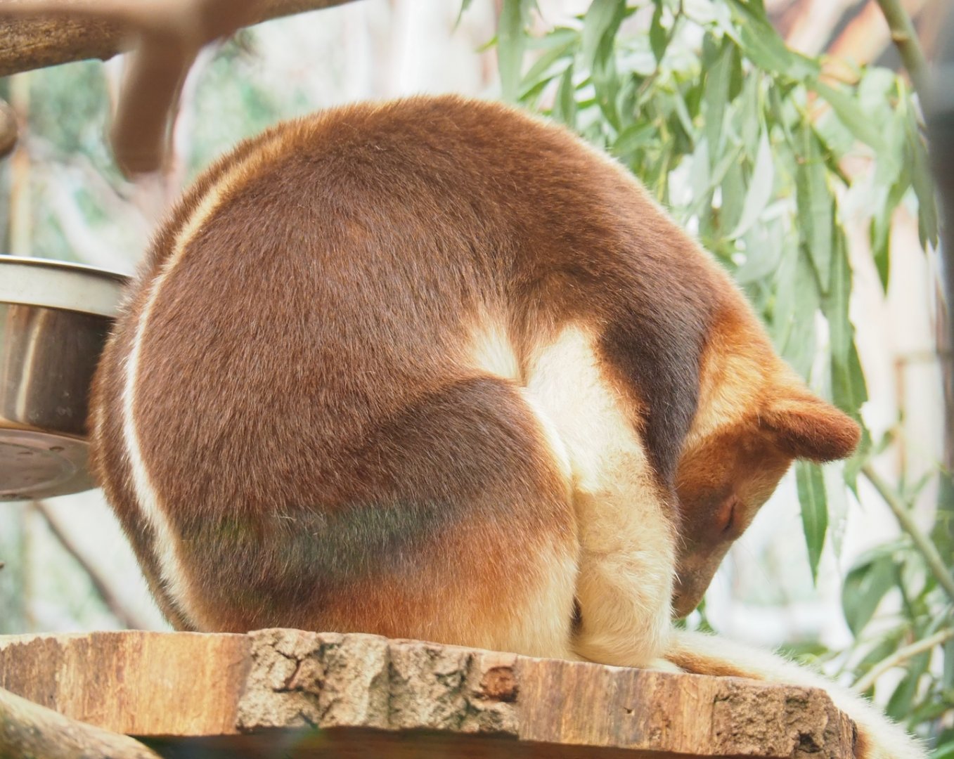 Goodfellow's tree kangaroo (Dendrolagus goodfellowi buergersi), 2023-07-08