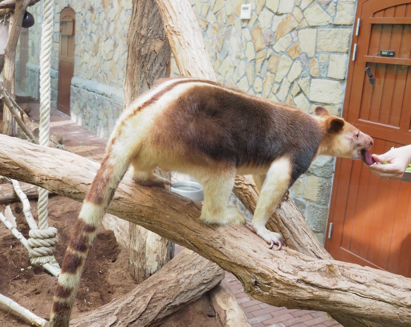 Goodfellow's tree kangaroo (Dendrolagus goodfellowi buergersi), 2023-07-22