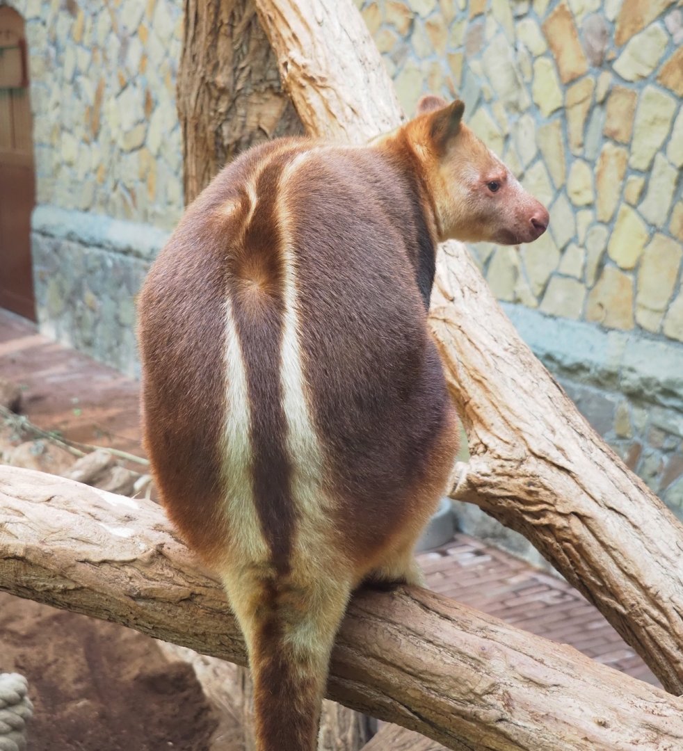 Goodfellow's tree kangaroo (Dendrolagus goodfellowi buergersi), 2023-07-22