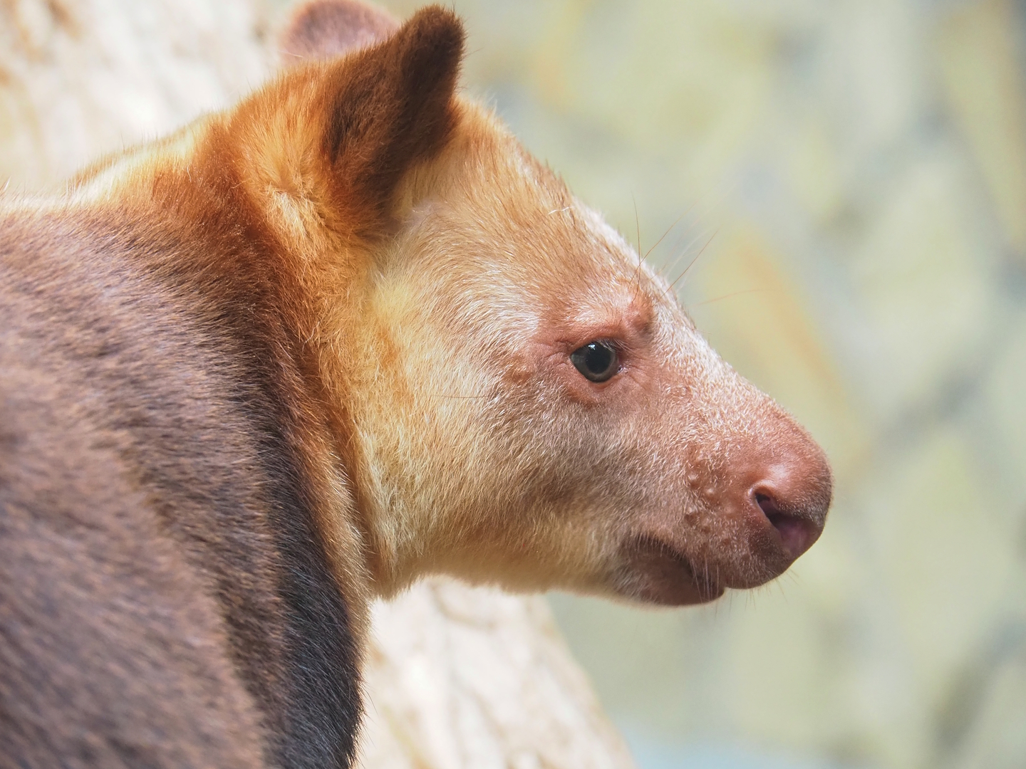Goodfellow's tree kangaroo (Dendrolagus goodfellowi buergersi), 2023-07-22