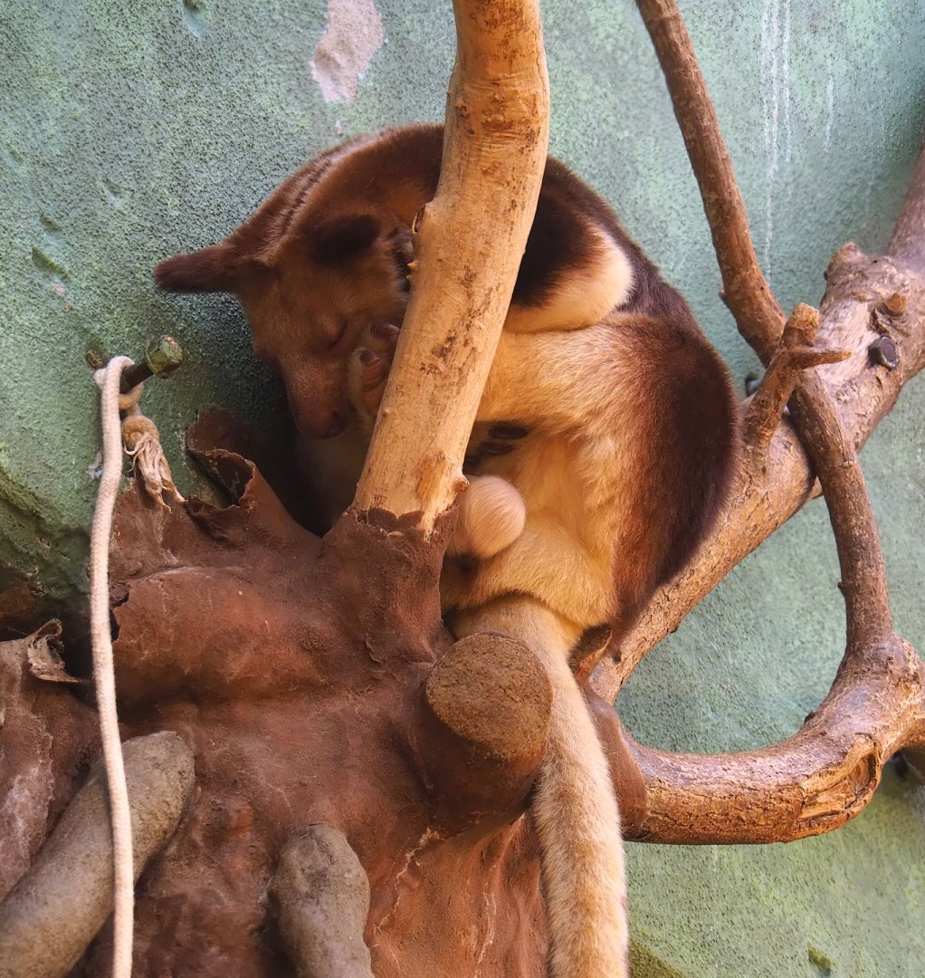 Goodfellow's tree kangaroo (Dendrolagus goodfellowi buergersi), 2024-02-17