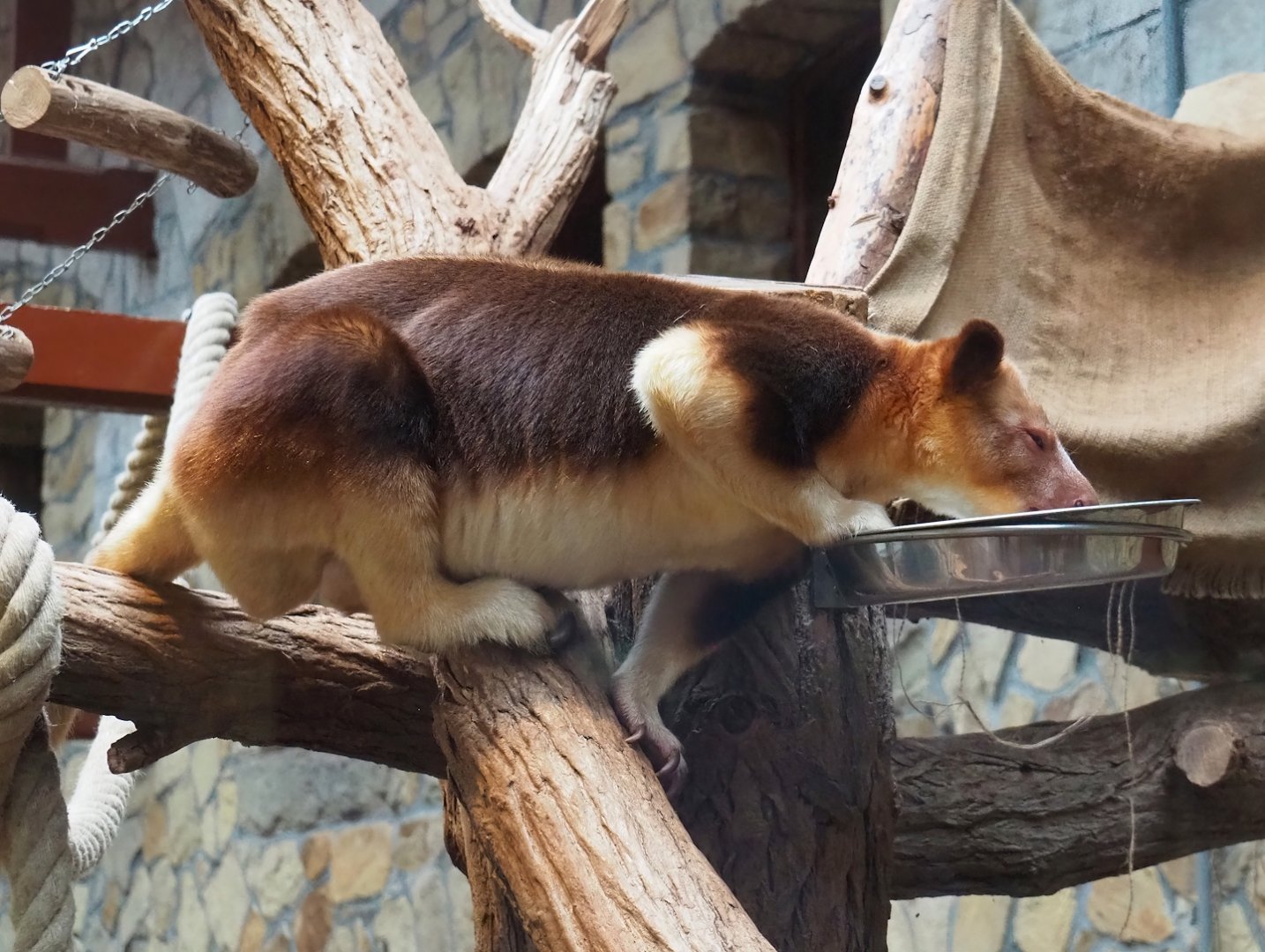 Goodfellow's tree kangaroo (Dendrolagus goodfellowi buergersi), 2024-02-17