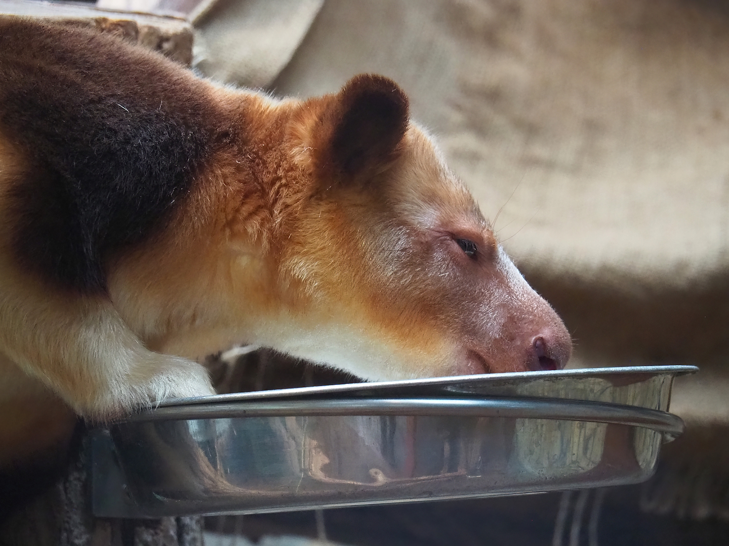 Goodfellow's tree kangaroo (Dendrolagus goodfellowi buergersi), 2024-02-17
