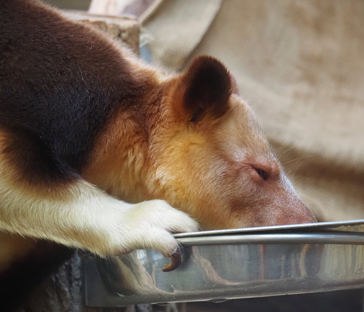 Goodfellow's tree kangaroo (Dendrolagus goodfellowi buergersi), 2024-03-09