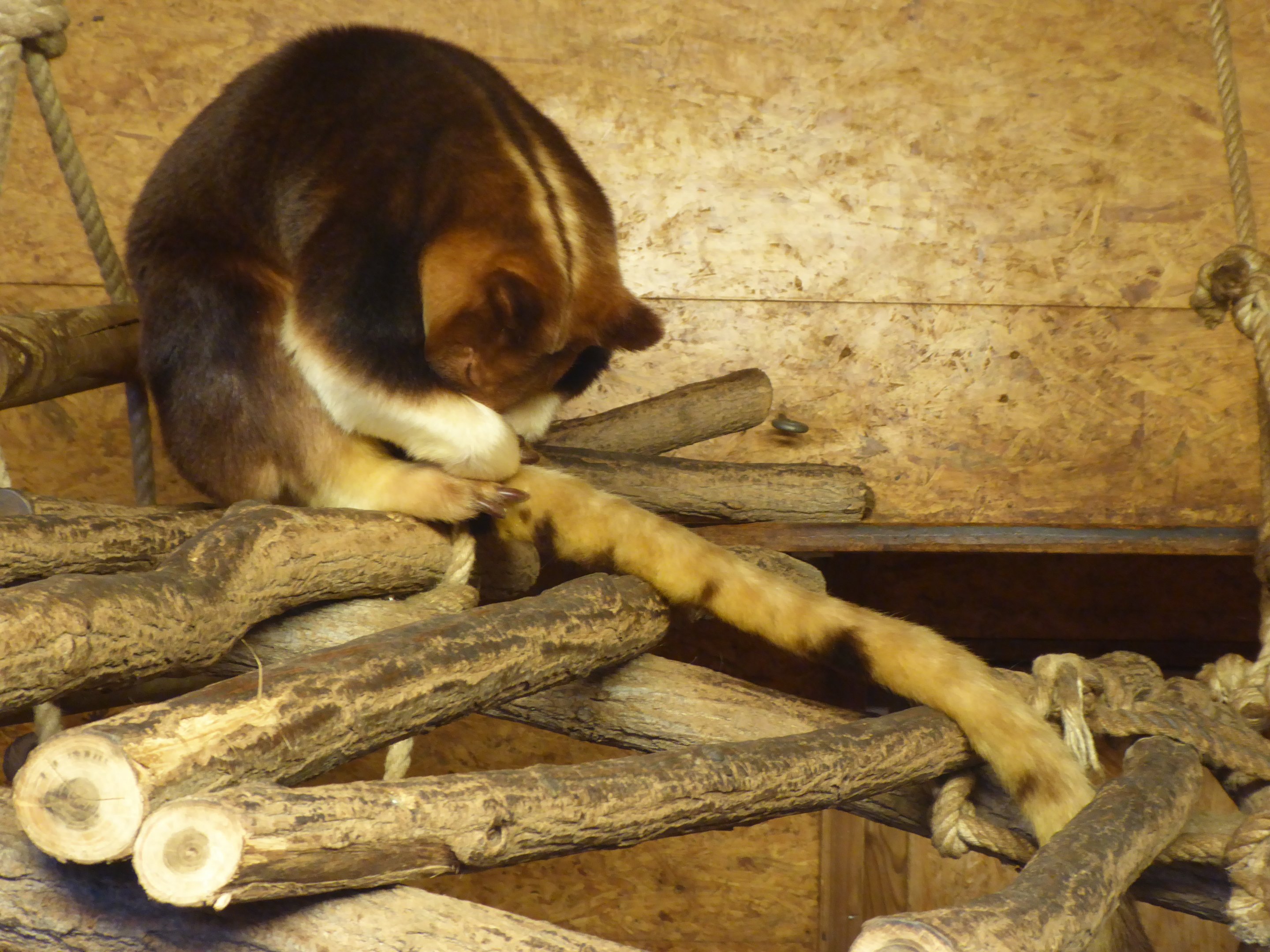 Goodfellow's Tree Kangaroo (Dendrolagus goodfellowi buergersi) at Zoo Krefeld - February 6th 2018