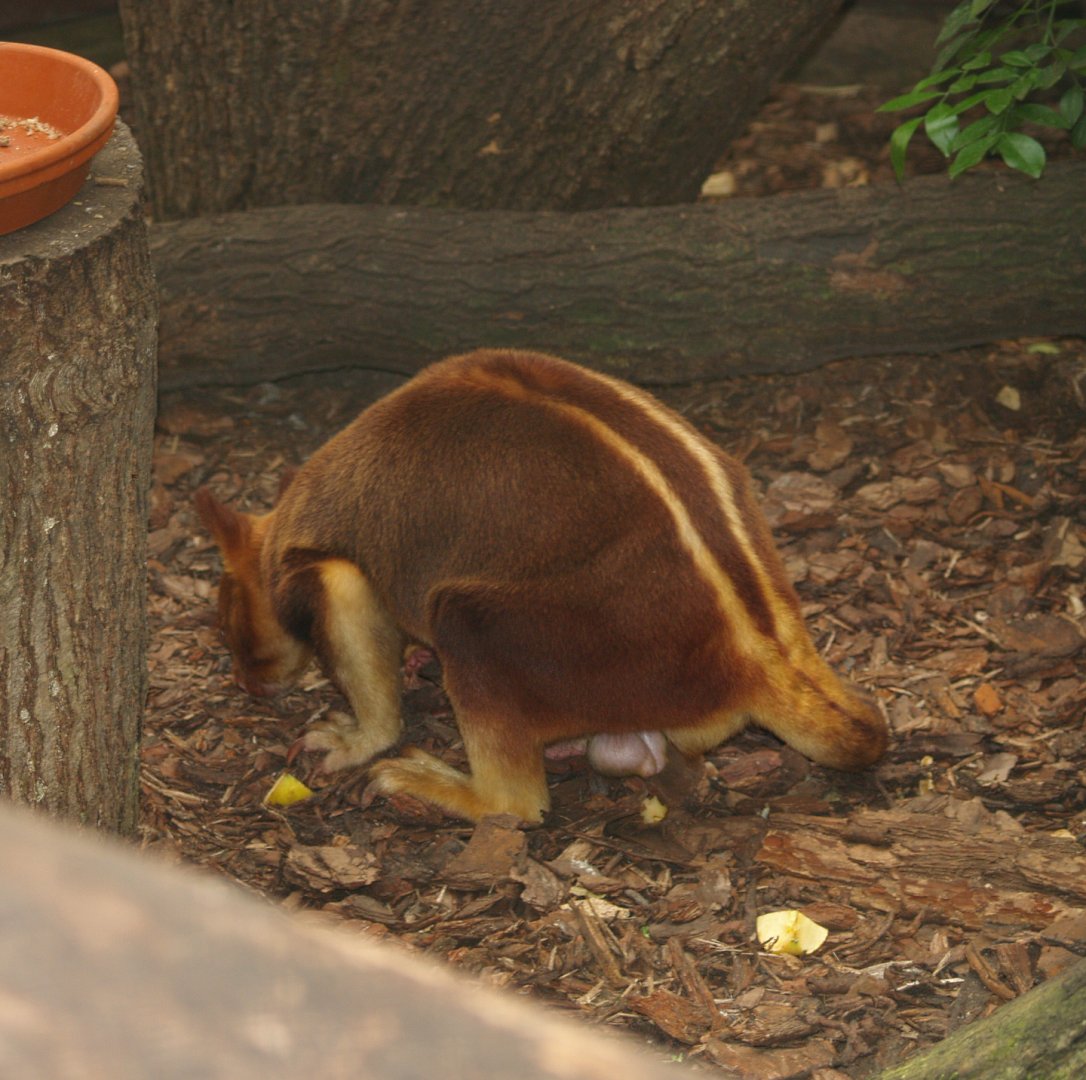 Goodfellow's tree kangaroo (Dendrolagus goodfellowi buergersi), May 2006