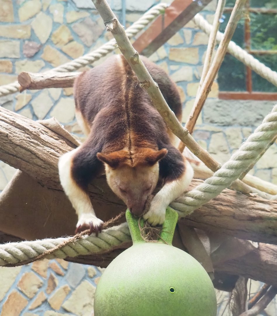 Goodfellow's tree kangaroo (Dendrolagus goodfellowi buergersi) with enrichment ball, 2023-07-02