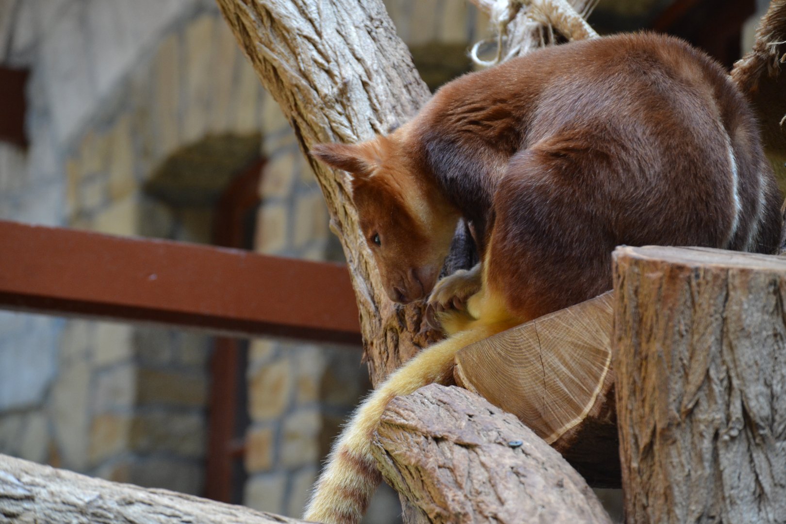 Goodfellow's Tree-kangaroo (Dendrolagus goodfellowi buergersi)