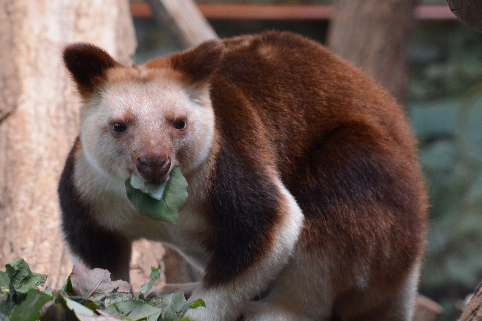 Goodfellow's tree-kangaroo (Dendrolagus goodfellowi buergersi)