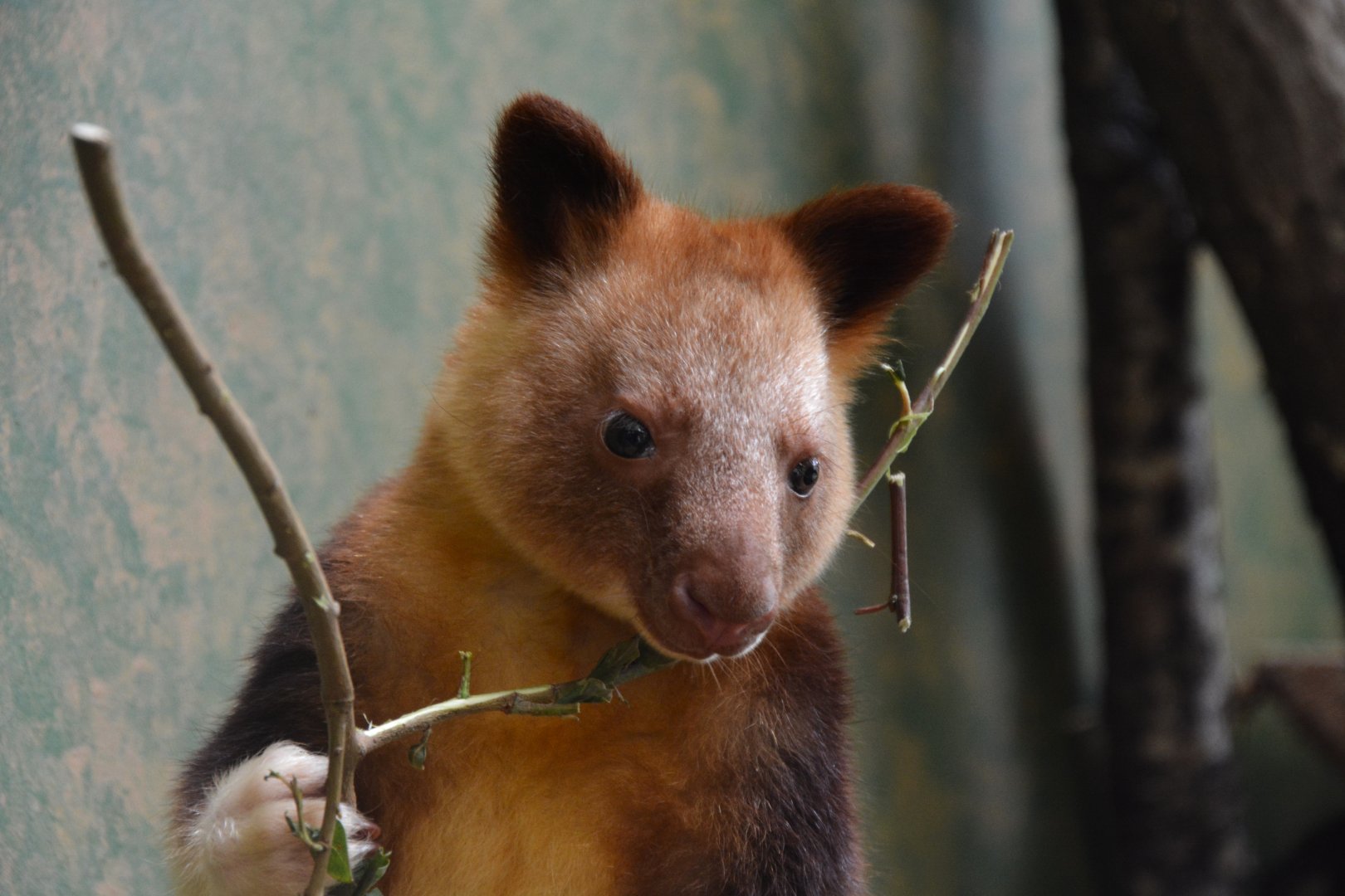Goodfellow's tree-kangaroo (Dendrolagus goodfellowi buergersi)