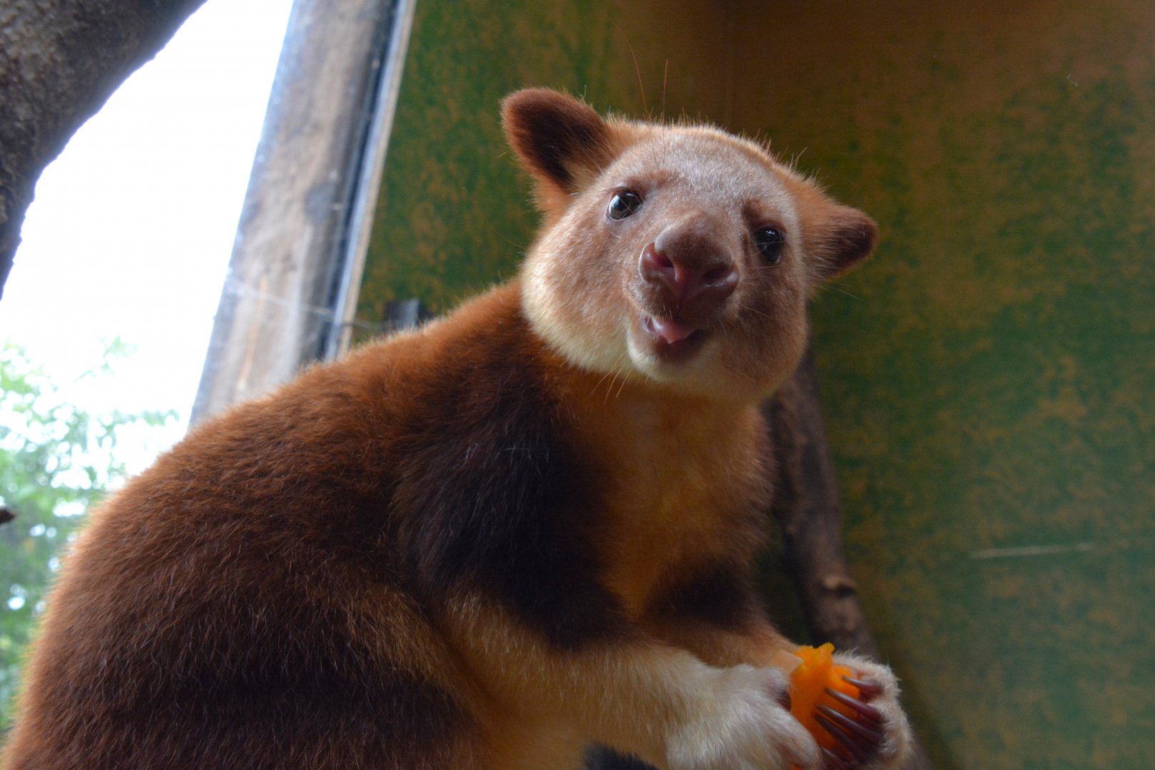 Goodfellow's tree-kangaroo (Dendrolagus goodfellowi buergersi)