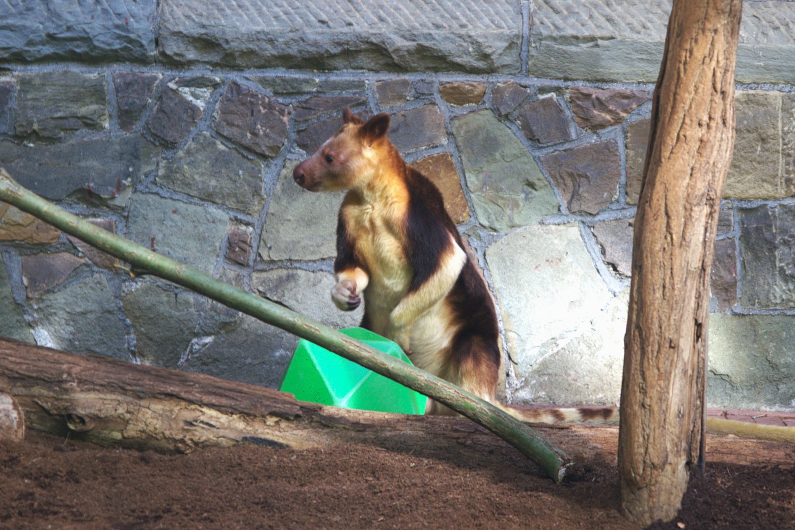 Goodfellow's Tree Kangaroo (Dendrolagus goodfellowi buergersi)