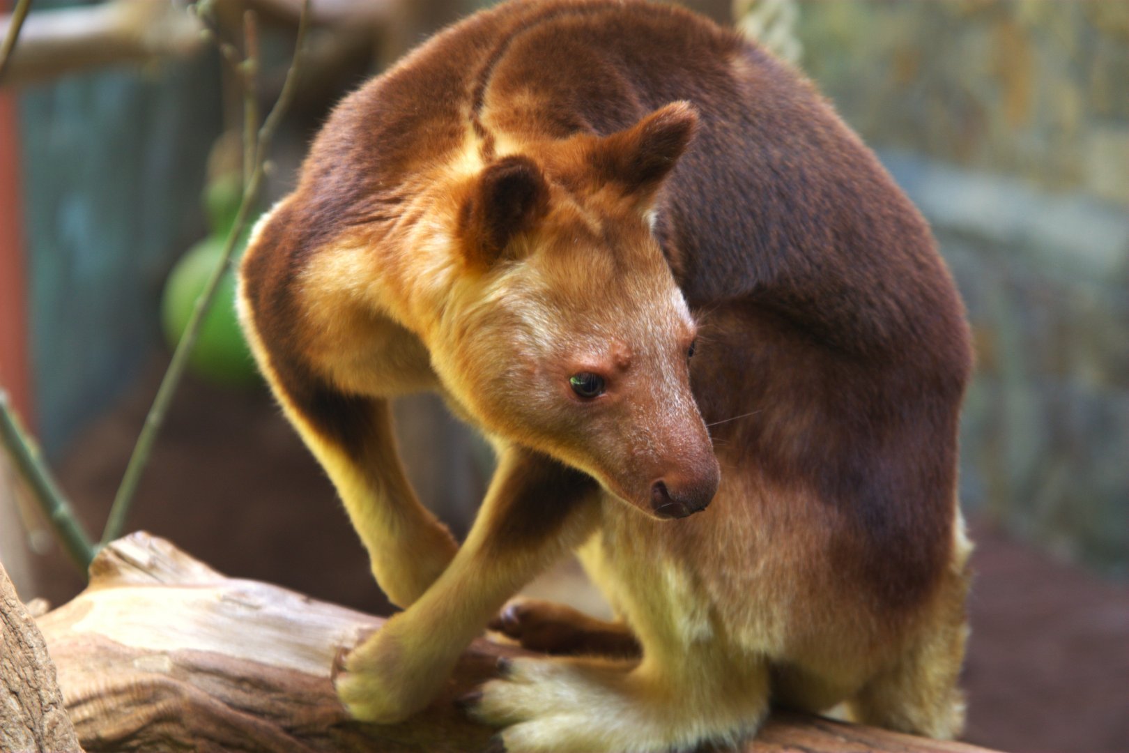 Goodfellow's Tree Kangaroo (Dendrolagus goodfellowi buergersi)