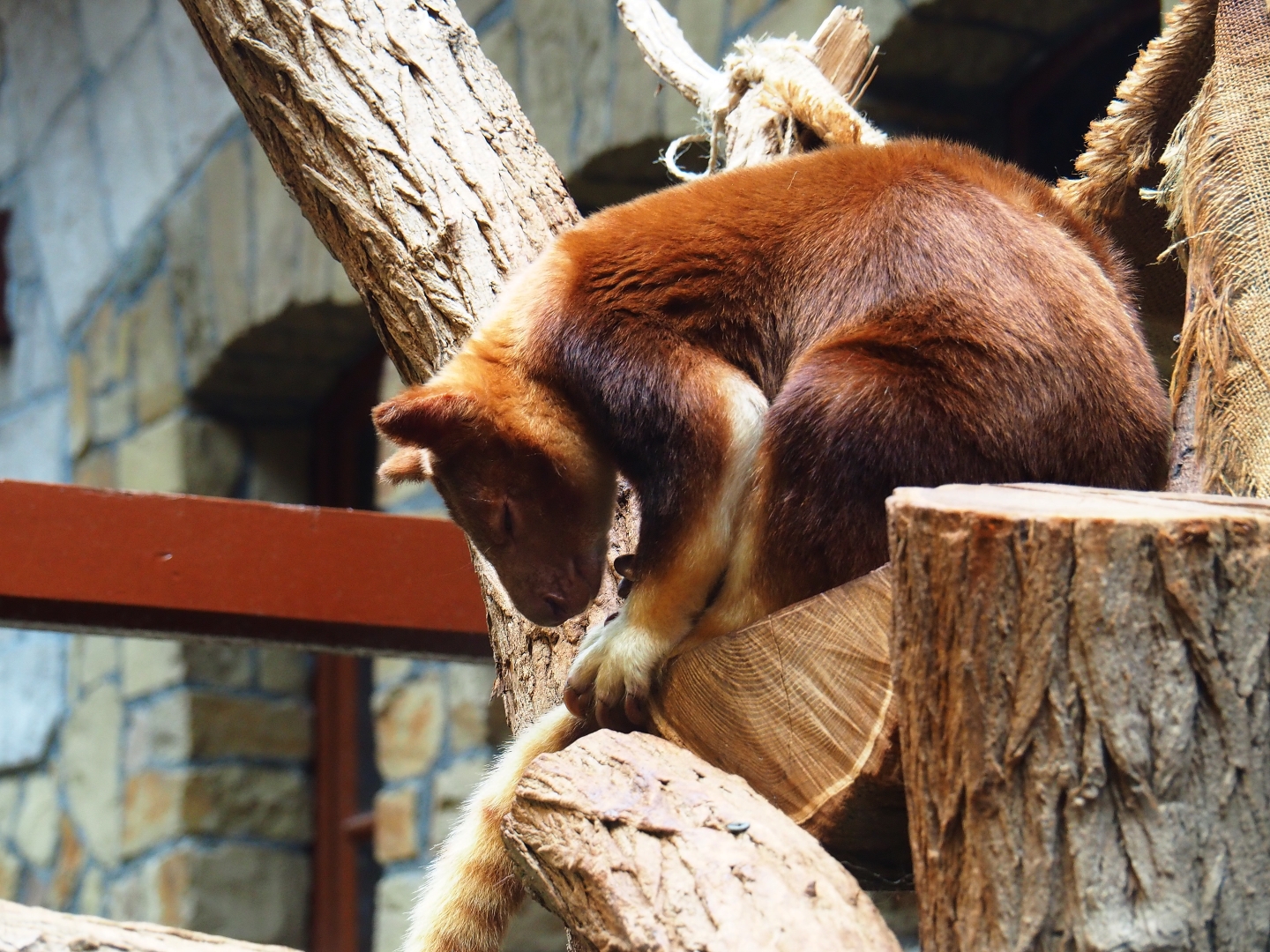 Goodfellow's tree-kangaroo (Dendrolagus goodfellowi) Lily