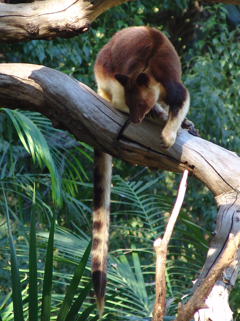 Goodfellow's Tree-kangaroo (Dendrolagus goodfellowi)