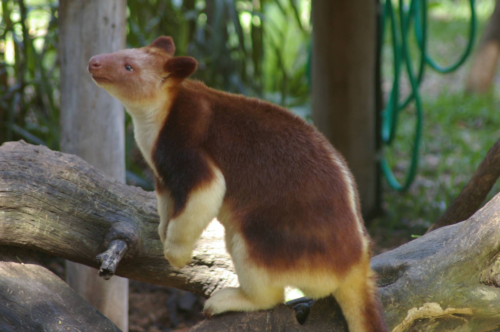 Goodfellows tree kangaroo (Dendrolagus goodfellowi)