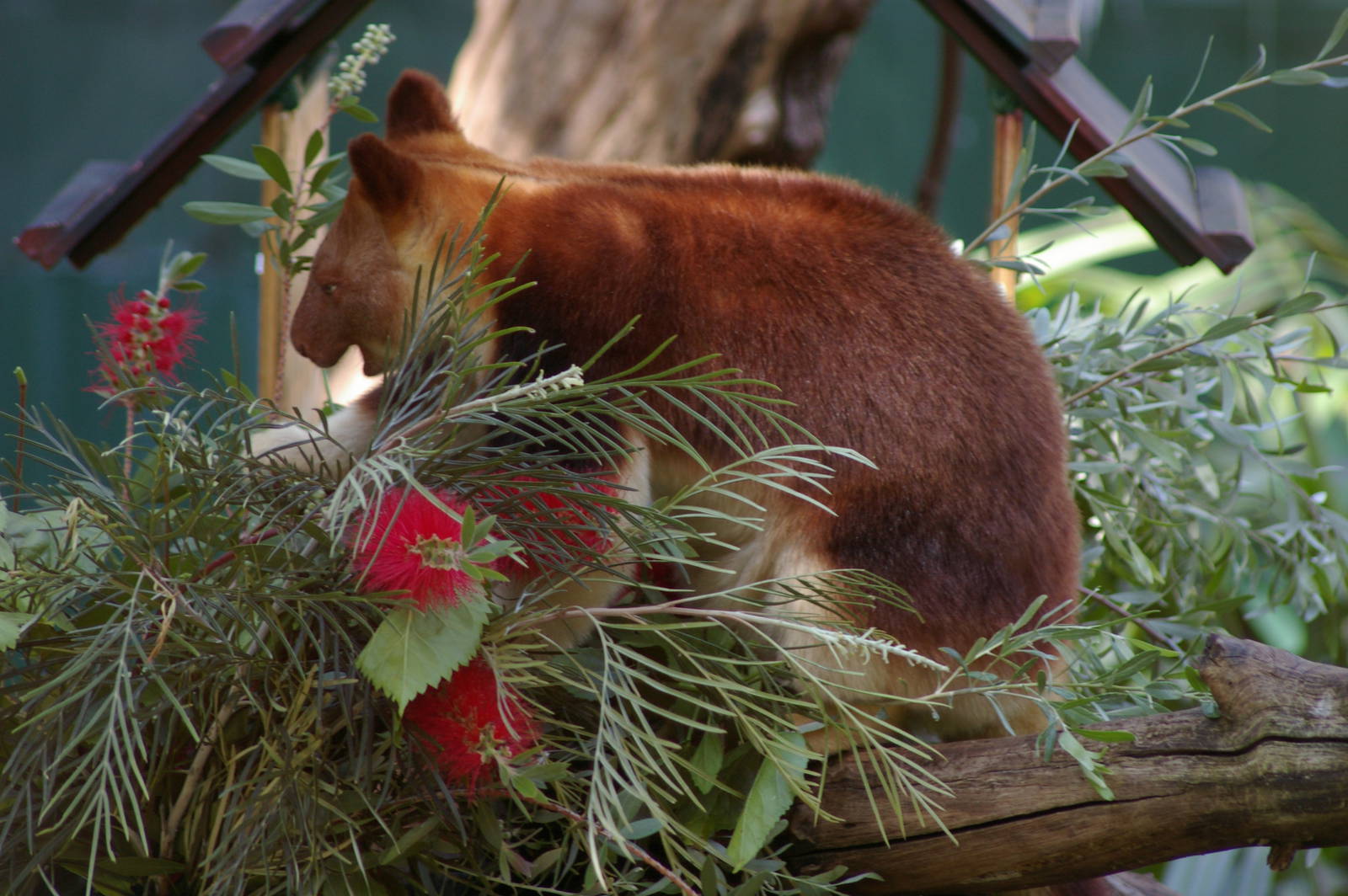 Goodfellows tree kangaroo (Dendrolagus goodfellowi)