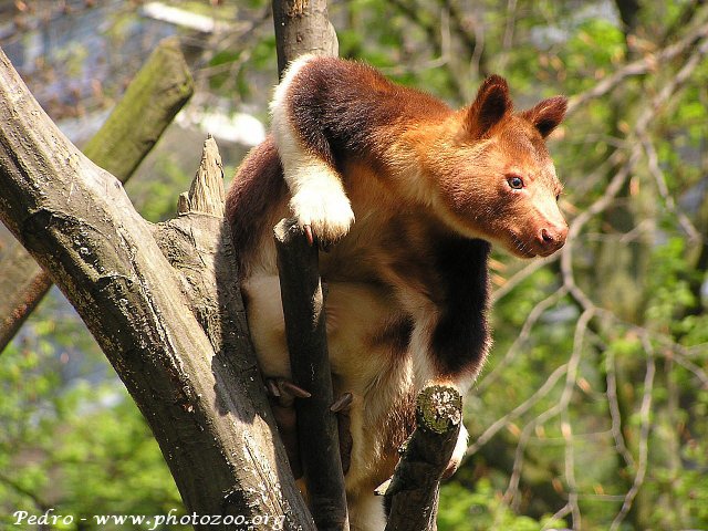 Goodfellow's tree kangaroo (Dendrolagus goodfellowi)