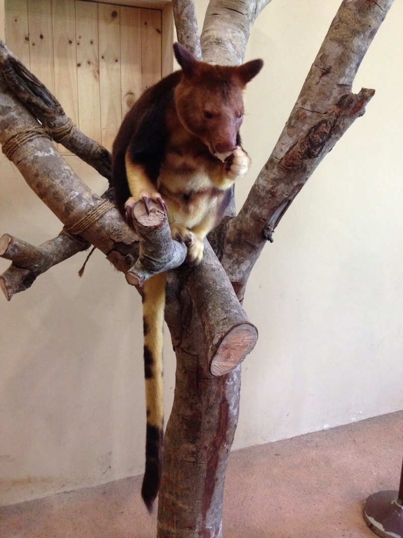 Goodfellow's Tree-kangaroo (Dendrolagus goodfellowi)