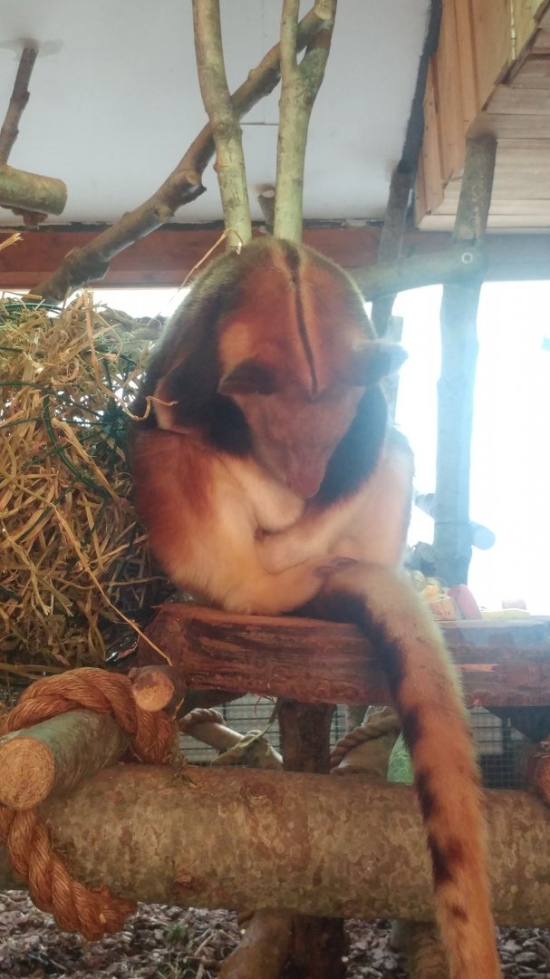 Goodfellow's tree kangaroo (Dendrolagus goodfellowi)