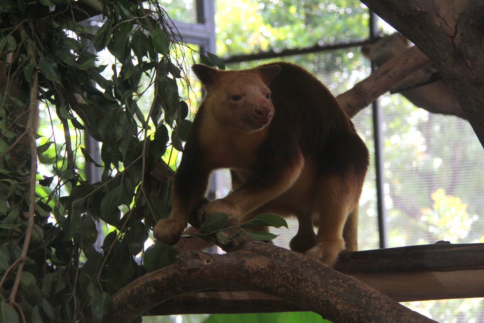 Goodfellow's tree-kangaroo (Dendrolagus goodfellowi)