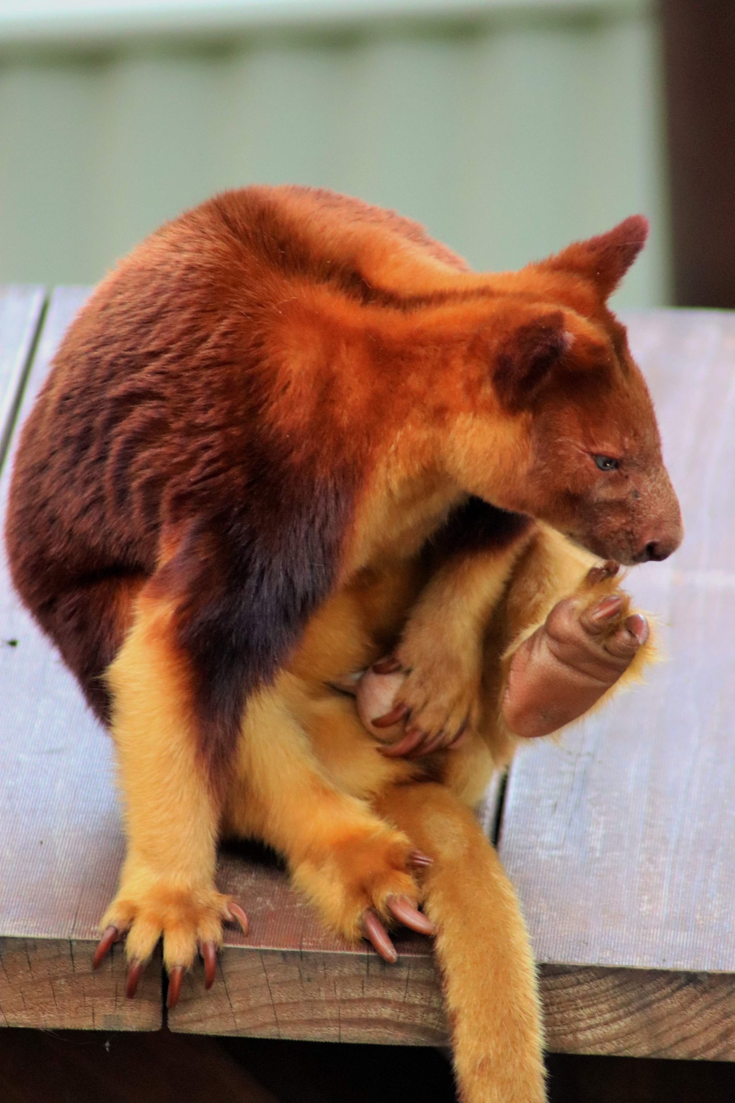 Goodfellow's Tree Kangaroo (Dendrolagus goodfellowi)
