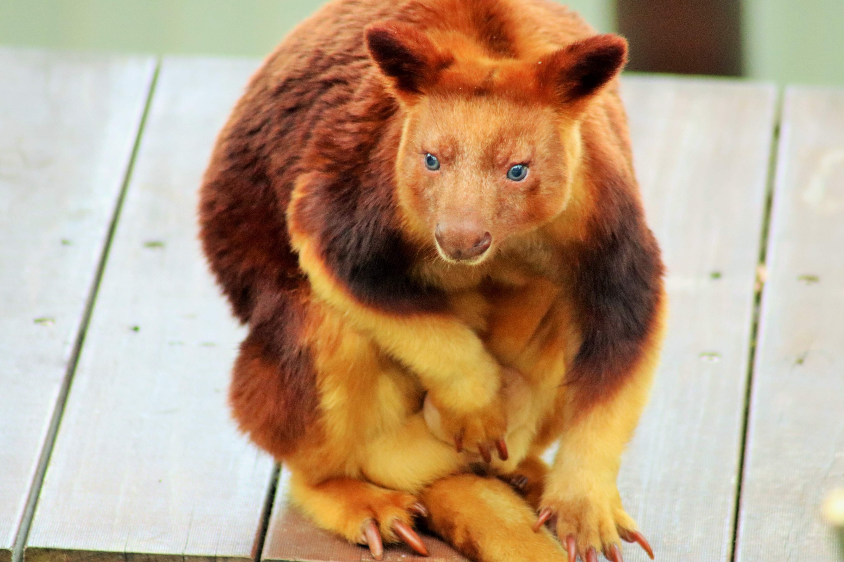 Goodfellow's Tree Kangaroo (Dendrolagus goodfellowi)