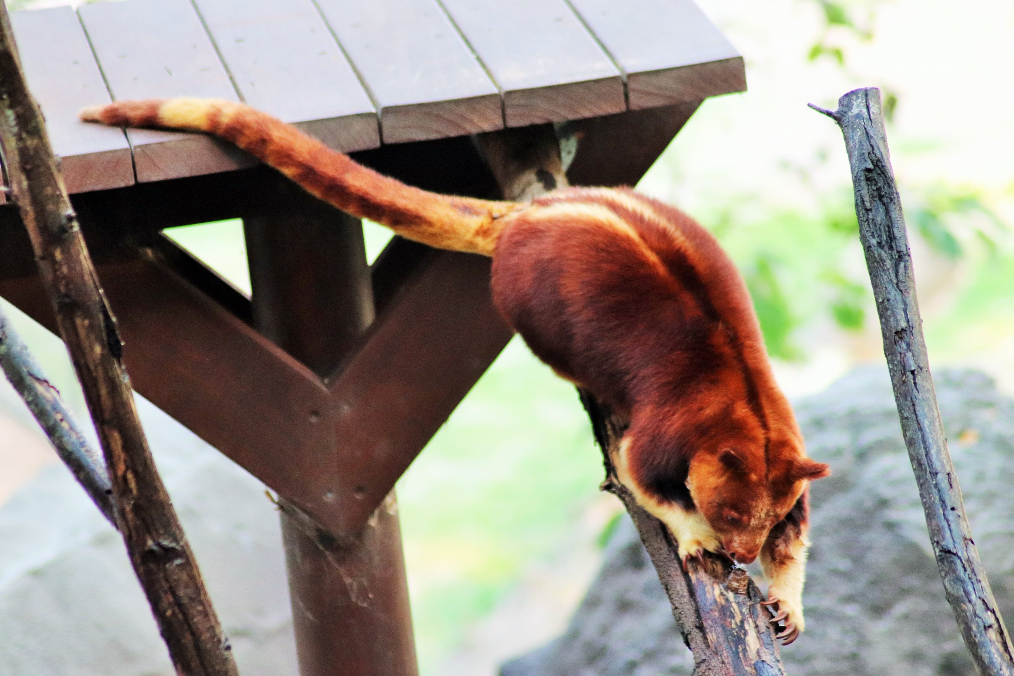 Goodfellow's Tree Kangaroo (Dendrolagus goodfellowi)