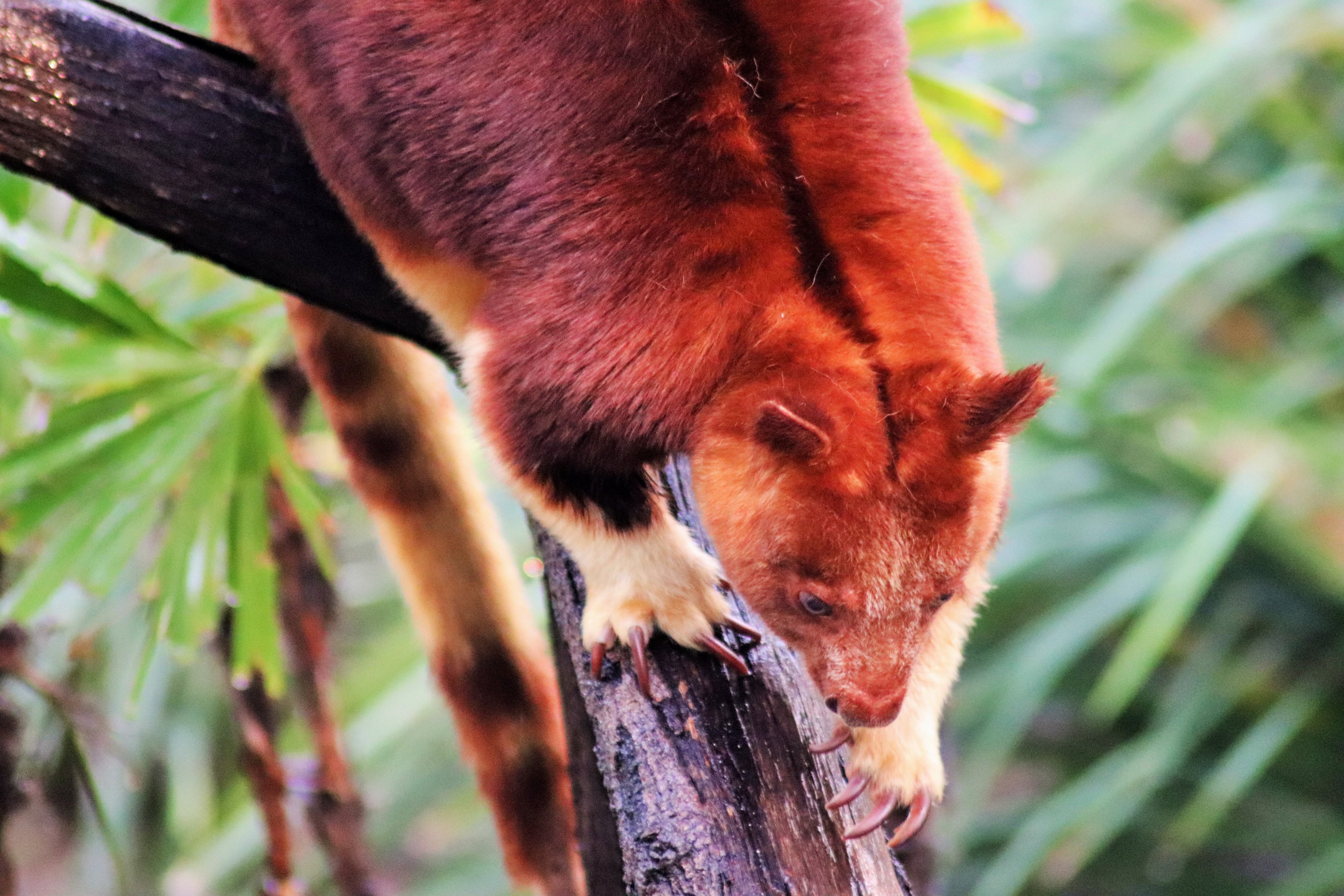 Goodfellow's Tree Kangaroo (Dendrolagus goodfellowi)