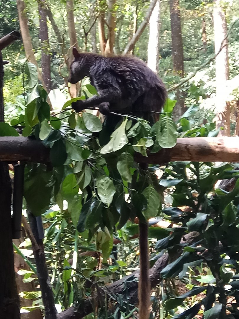 Goodfellow's tree-kangaroo (Dendrolagus goodfellowi)