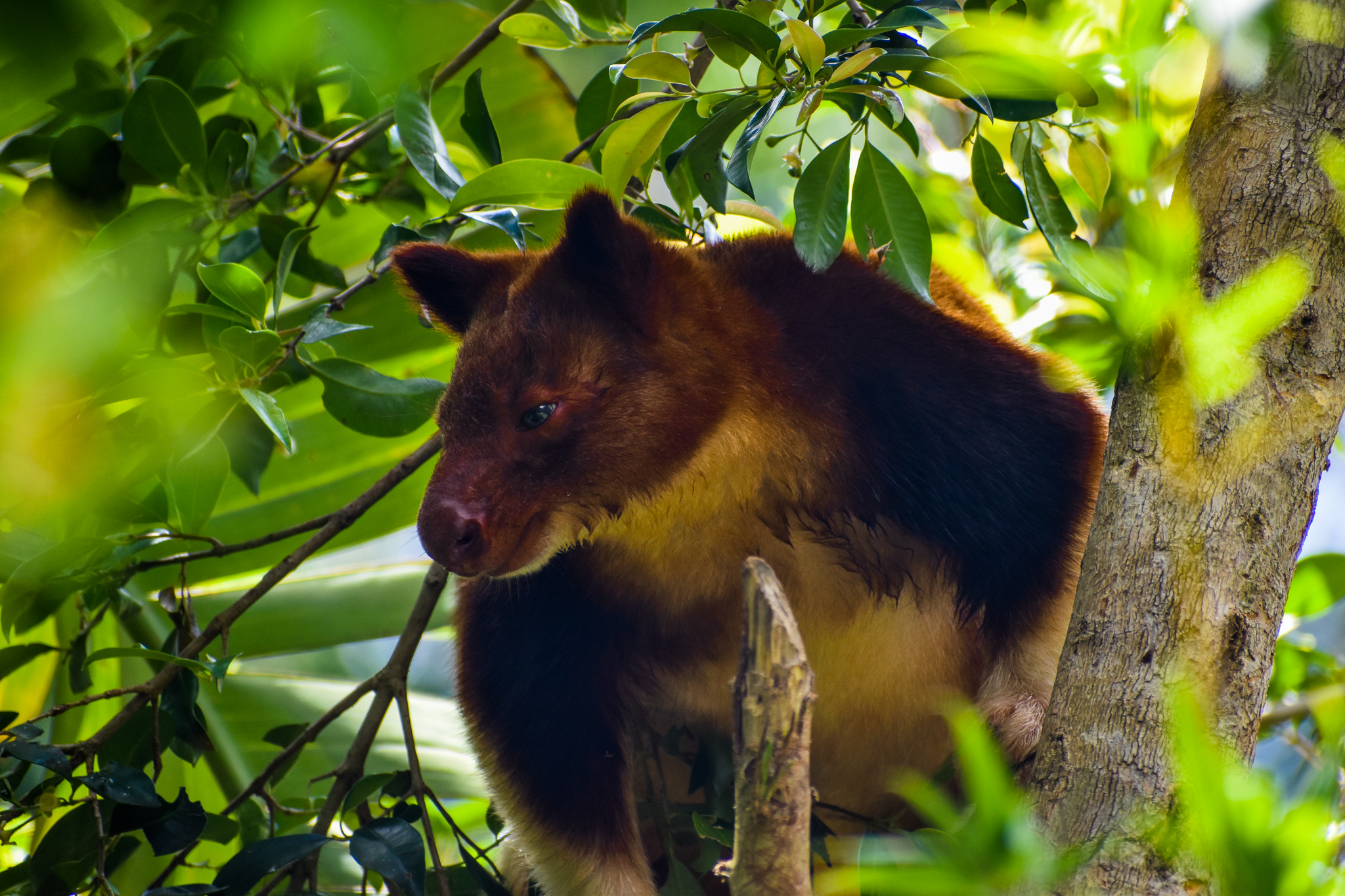 Goodfellow's Tree-kangaroo (Dendrolagus goodfellowi)
