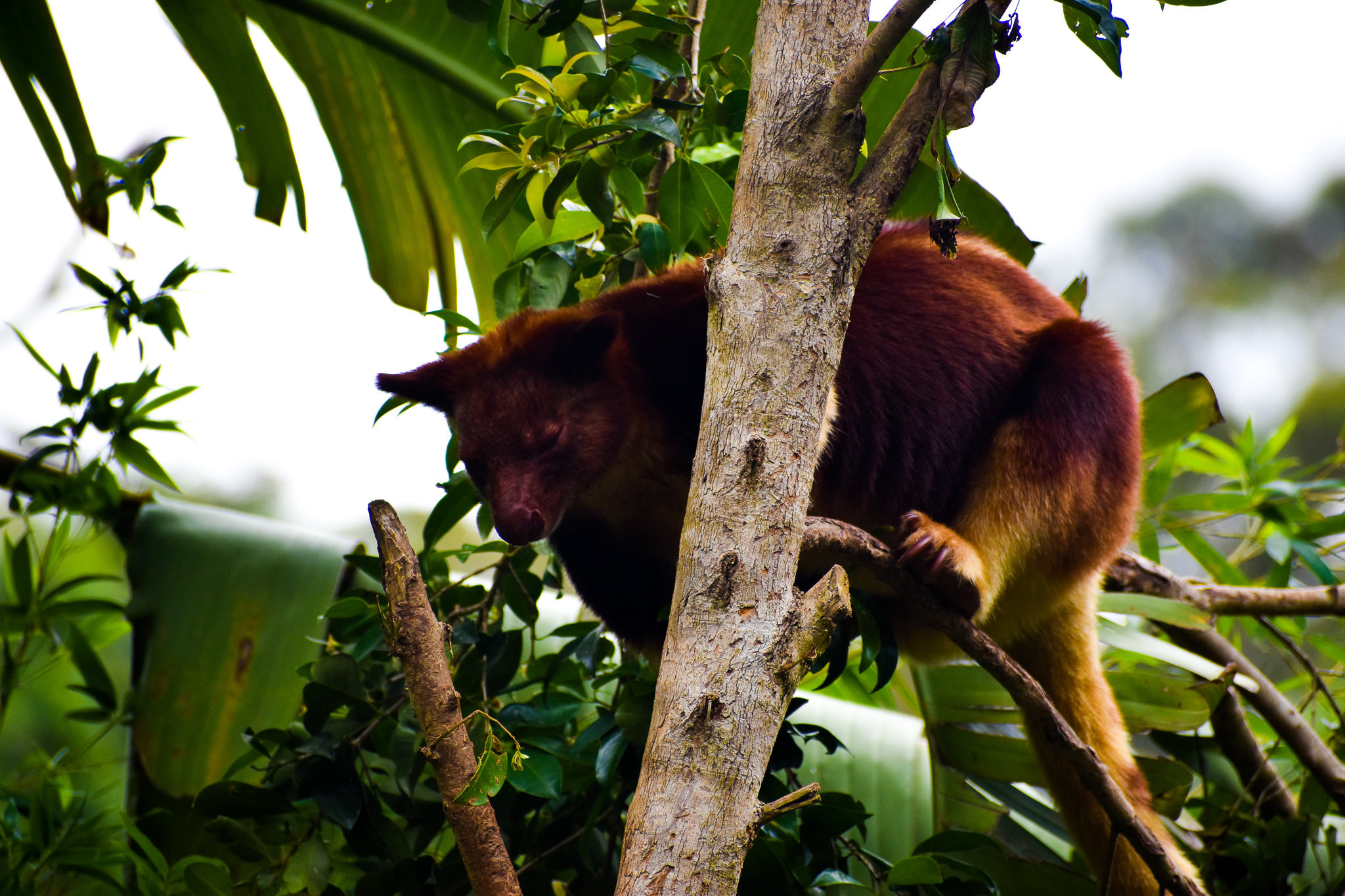 Goodfellow's Tree-kangaroo (Dendrolagus goodfellowi)