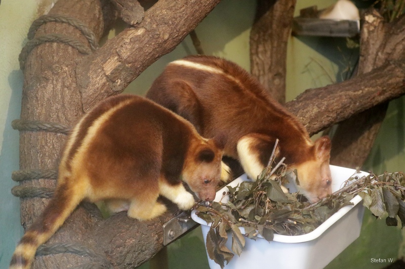Goodfellow's tree-kangaroo (Dendrolagus goodfellowi)