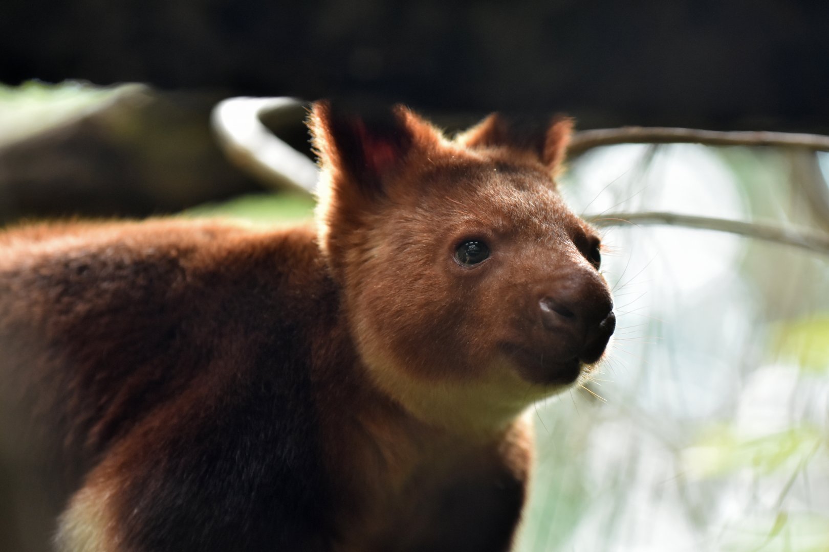 Goodfellow's tree-kangaroo (Dendrolagus goodfellowi)