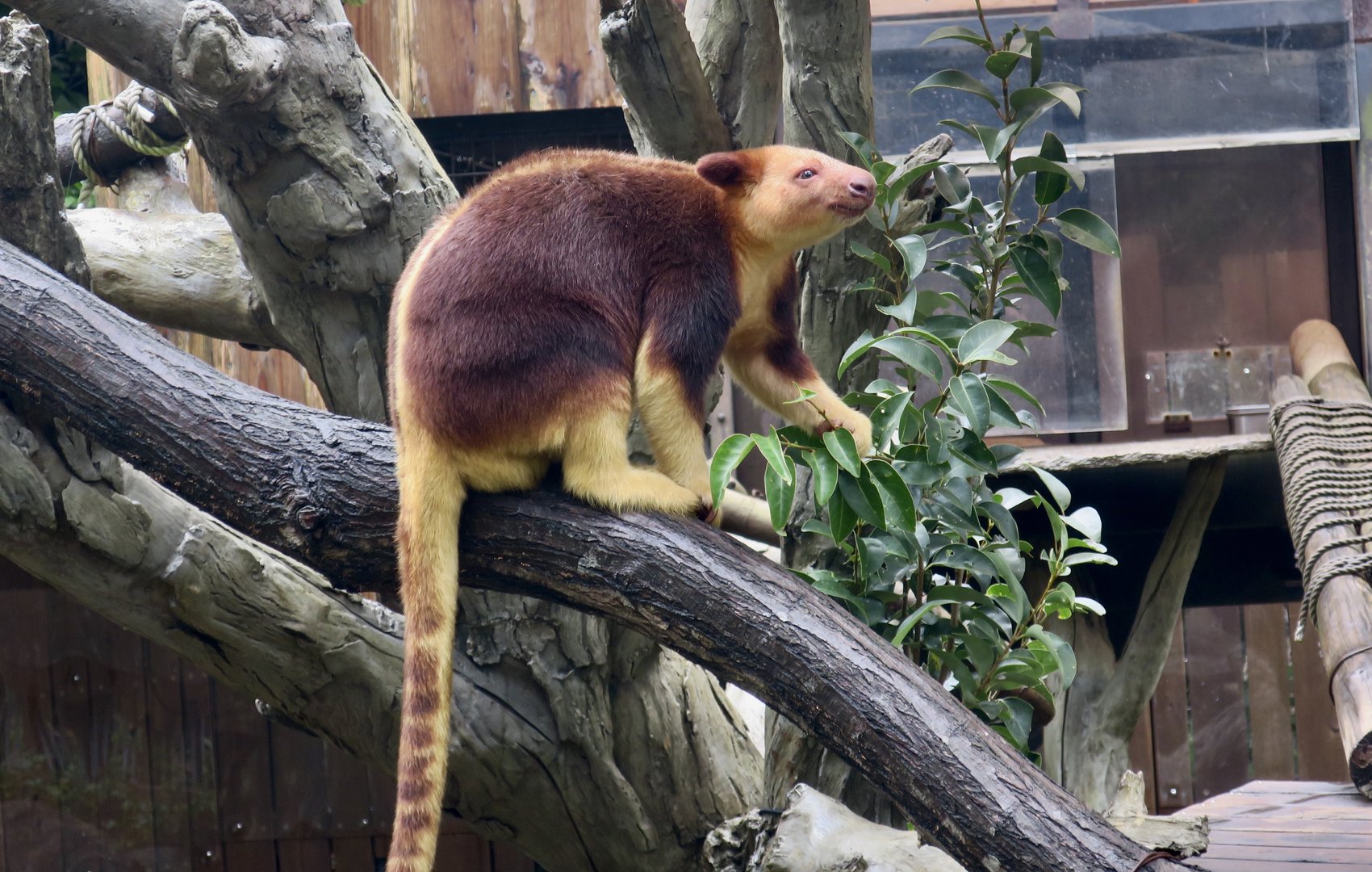 Goodfellow's Tree-Kangaroo (Dendrolagus goodfellowi)