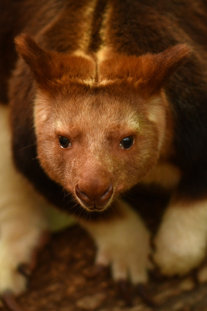 Goodfellow's tree-kangaroo (Dendrolagus goodfellowi)