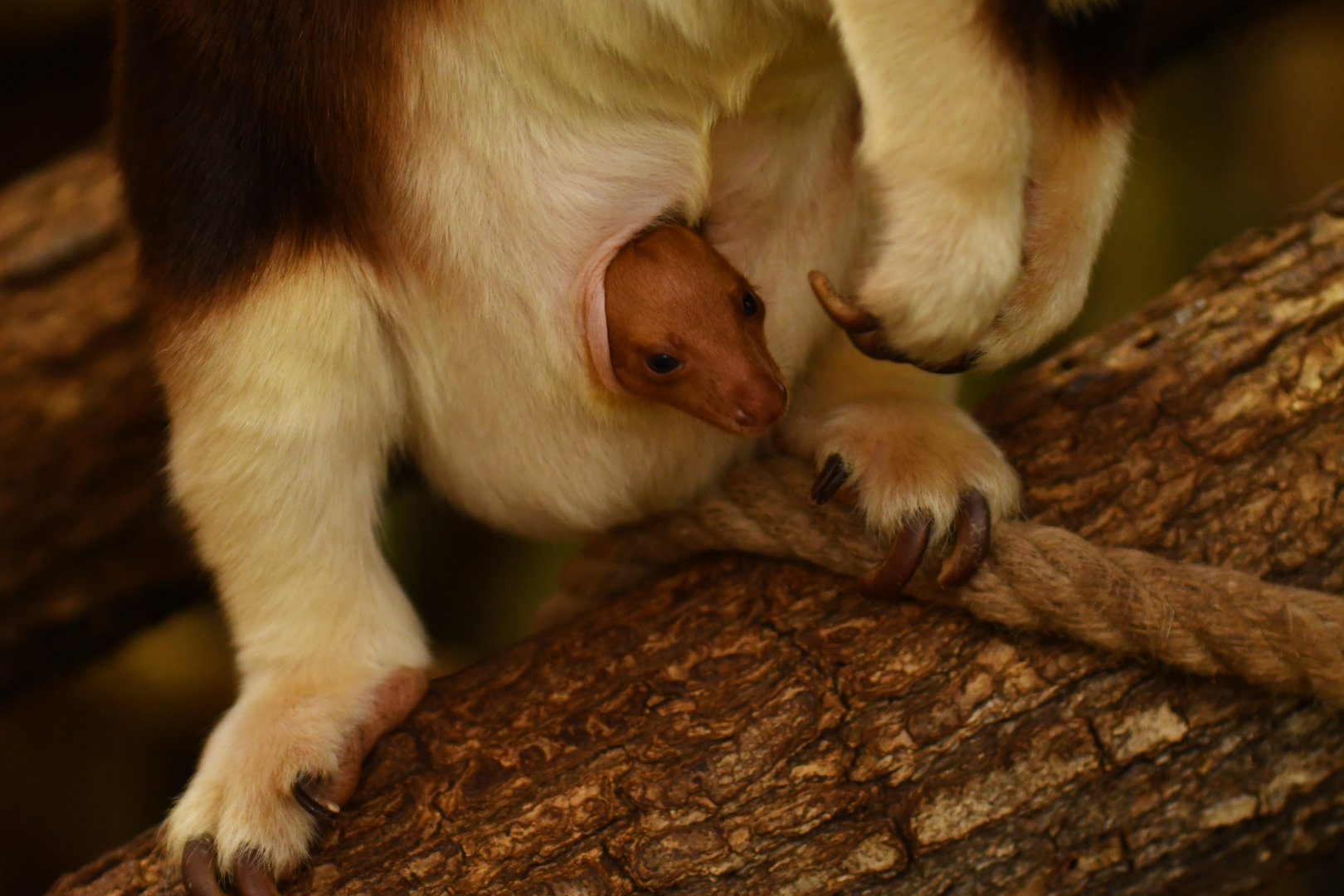 Goodfellow's tree-kangaroo (Dendrolagus goodfellowi)