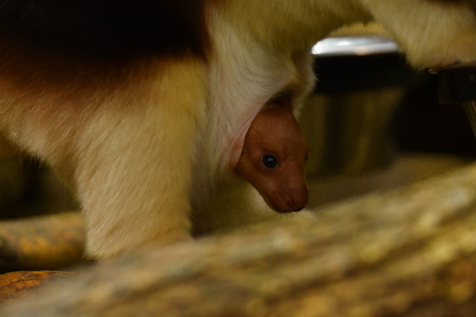 Goodfellow's tree-kangaroo (Dendrolagus goodfellowi)