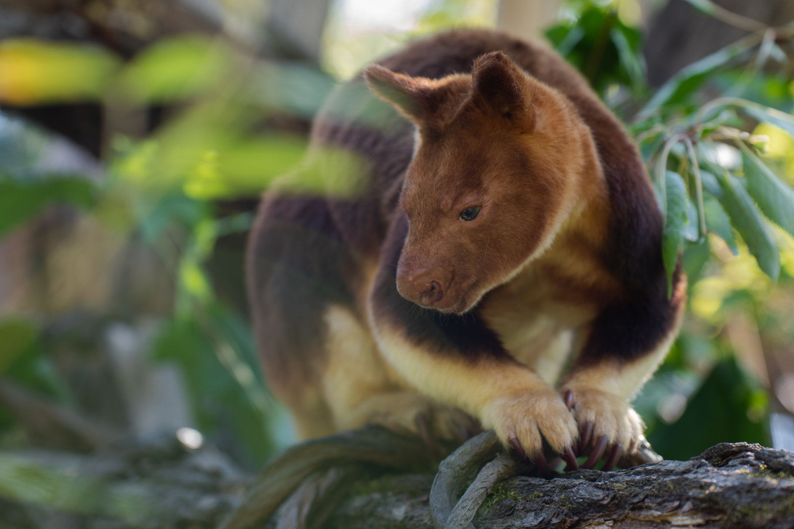 Goodfellow's tree-kangaroo (Dendrolagus goodfellowi)