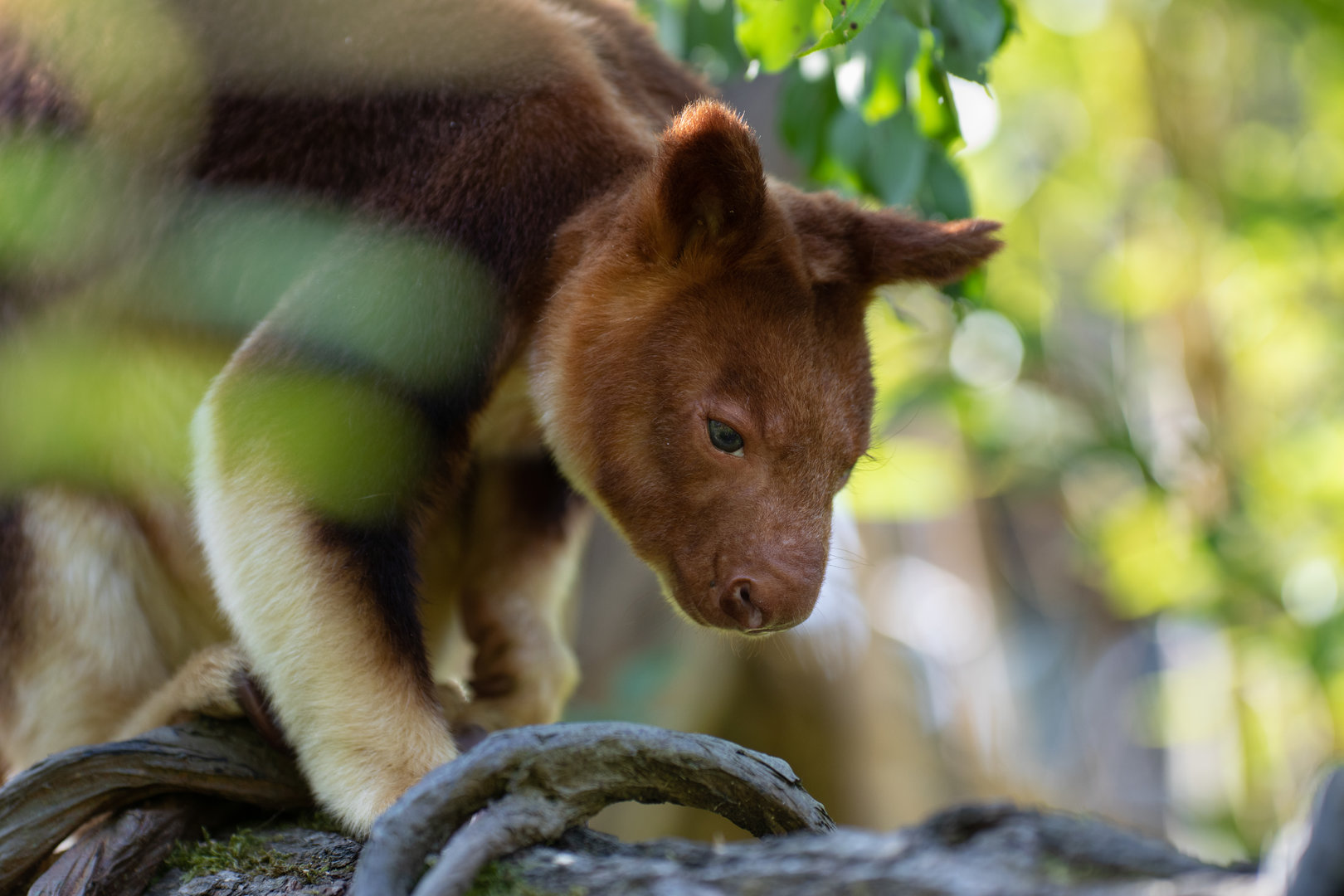 Goodfellow's tree-kangaroo (Dendrolagus goodfellowi)