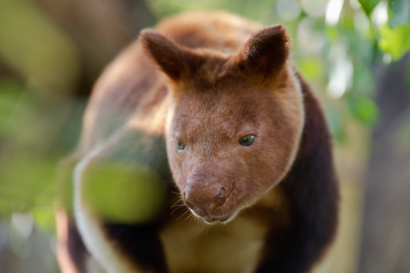 Goodfellow's tree-kangaroo (Dendrolagus goodfellowi)