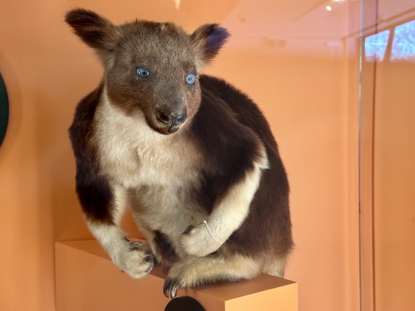 Goodfellow’s tree kangaroo (Dendrolagus goodfellowi)