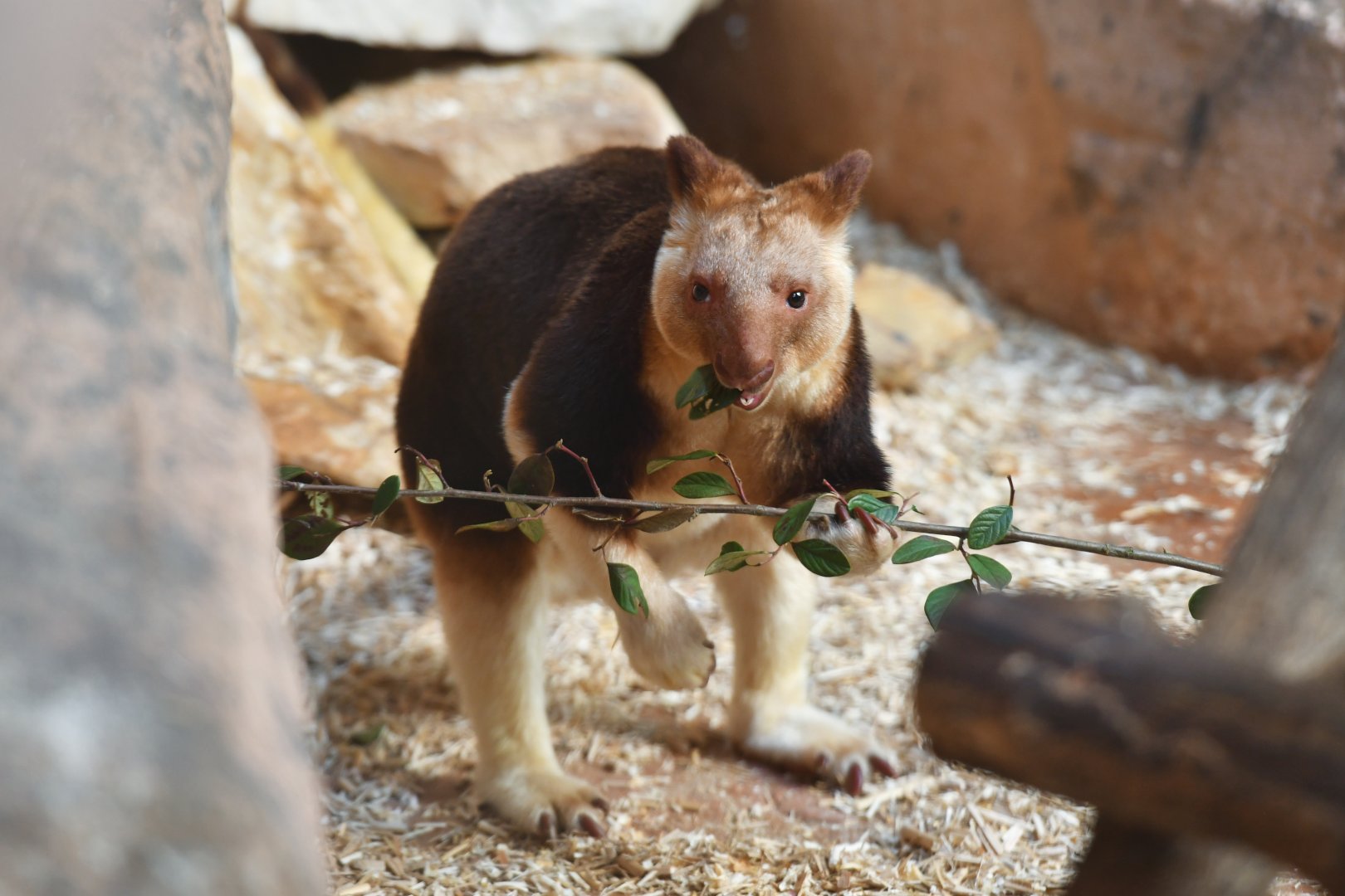 Goodfellow's tree kangaroo (Dendrolagus goodfellowi)